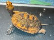 画像2: ニホンイシガメ メス(7.5cm±)WILD 訳アリ▲ (2)