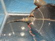 画像6: ニホンイシガメ メス(18.5cm±)WILD▲ (6)