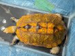 画像1: ニホンイシガメ メス(18.5cm±)WILD▲ (1)