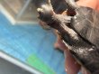 画像7: ニホンイシガメ メス(7.5cm±)WILD 訳アリ▲ (7)