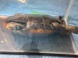画像4: ニホンイシガメ メス(18.5cm±)WILD▲ (4)