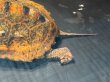 画像6: ニホンイシガメ メス(7.5cm±)WILD 訳アリ▲ (6)