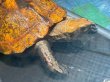 画像7: ニホンイシガメ メス(18.5cm±)WILD▲ (7)