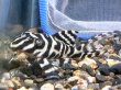 画像2: キングロイヤルペコルティア(7cm±)国産ブリード (2)