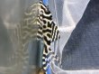 画像3: キングロイヤルペコルティア(7cm±)国産ブリード (3)