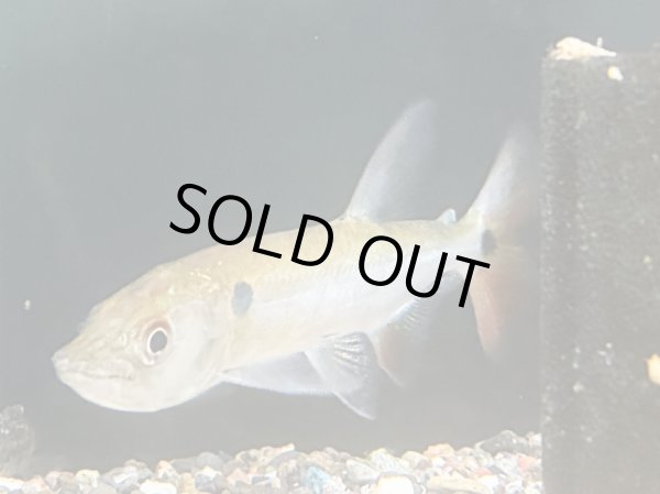 画像1: レッドフィントーピードパイクカラシン(14cm±)WILDブラジル (1)