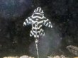 画像4: キングロイヤルペコルティア(7cm±)国産ブリード (4)