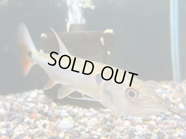 画像2: レッドフィントーピードパイクカラシン(14cm±)WILDブラジル (2)