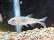 画像1: アイシャドードラドフィッシュ(10cm±)WILDコロンビア (1)