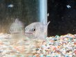画像3: アイシャドードラドフィッシュ(10cm±)WILDコロンビア (3)