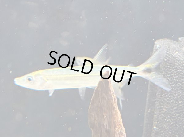 画像2: イエローフィントーピードパイクカラシン(7cm±)WILDコロンビア (2)