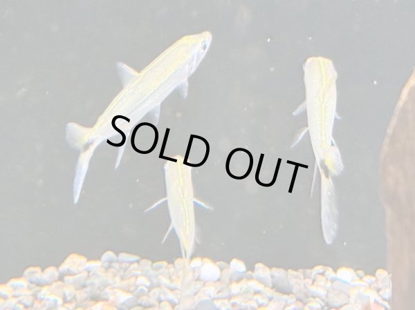 画像3: イエローフィントーピードパイクカラシン(7cm±)WILDコロンビア (3)