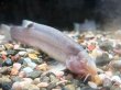 画像2: ボルネオブラインドケーブローチ(10cm±)WILDインドネシア★ (2)