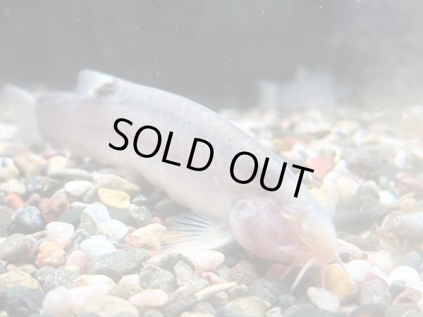 画像2: ボルネオブラインドケーブローチ(10cm±)WILDインドネシア (2)