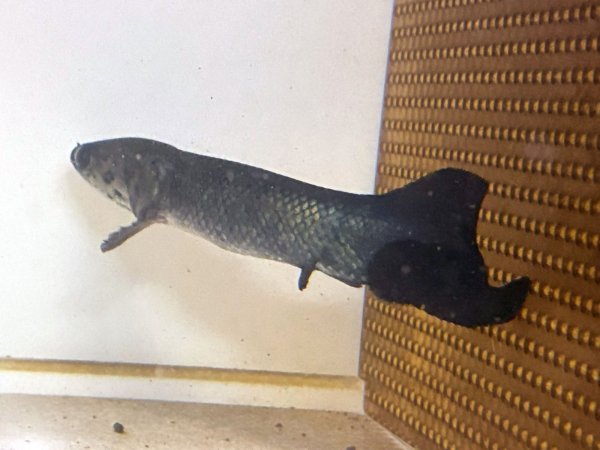 画像3: ピラルク(18cm±)ブリードXIANLENG★ (3)