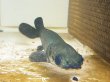 画像2: ピラルク(18cm±)ブリードXIANLENG★ (2)