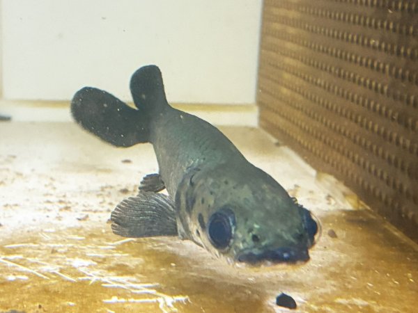 画像2: ピラルク(18cm±)ブリードXIANLENG★ (2)