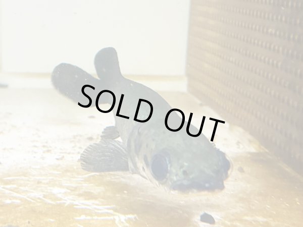 画像2: ピラルク(18cm±)ブリードXIANLENG (2)