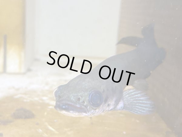 画像1: ピラルク(18cm±)ブリードXIANLENG (1)