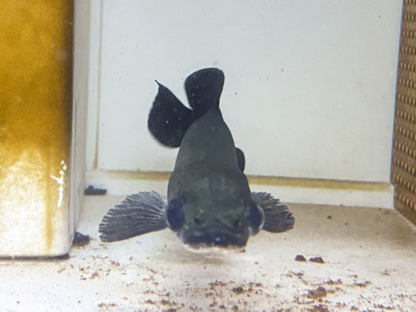 画像5: ピラルク(18cm±)ブリードXIANLENG★ (5)