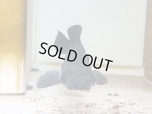 画像5: ピラルク(18cm±)ブリードXIANLENG (5)