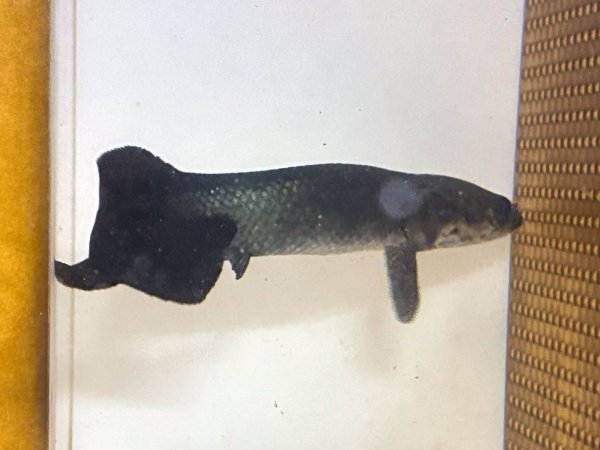 画像4: ピラルク(18cm±)ブリードXIANLENG★ (4)