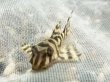 画像1: キングロイヤルペコルティア(5cm±)国産ブリード (1)