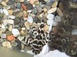 画像3: キングロイヤルペコルティア(5cm±)国産ブリード (3)