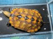 画像1: ニホンイシガメ オレンジ メス(17.5cm±)WILD▲ (1)
