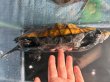 画像5: ニホンイシガメ オレンジ メス(17.5cm±)WILD▲ (5)