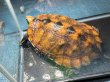 画像2: ニホンイシガメ オレンジ メス(17.5cm±)WILD▲ (2)