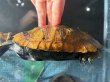 画像4: ニホンイシガメ オレンジ メス(17.5cm±)WILD▲ (4)
