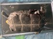 画像6: ニホンイシガメ オレンジ メス(17.5cm±)WILD▲ (6)