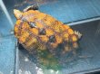 画像3: ニホンイシガメ オレンジ メス(17.5cm±)WILD▲ (3)