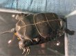 画像4: ニホンイシガメ メス(17cm±)WILD▲ (4)