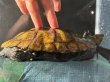 画像5: ニホンイシガメ メス(17cm±)WILD▲ (5)