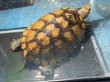画像2: ニホンイシガメ メス(17cm±)WILD▲ (2)
