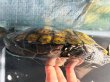 画像6: ニホンイシガメ メス(17cm±)WILD▲ (6)