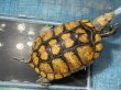 画像1: ニホンイシガメ メス(17cm±)WILD▲ (1)