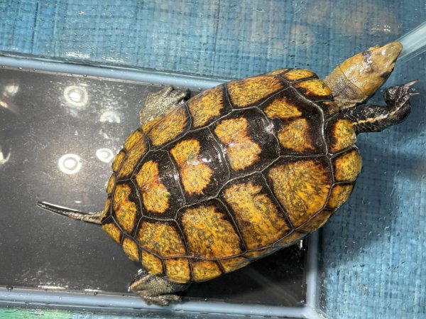 画像1: ニホンイシガメ メス(17cm±)WILD▲ (1)