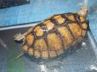 画像3: ニホンイシガメ メス(17cm±)WILD▲ (3)