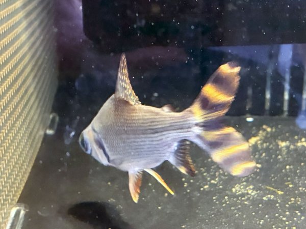 画像2: カラープロキロダス(14cm±)WILD★ (2)