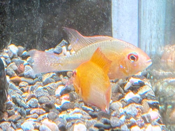 画像3: ゴールデンラミレジィ 1ペア★ (3)