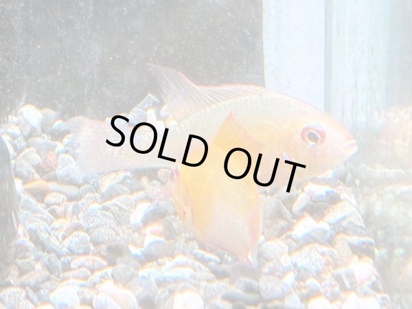 画像3: ゴールデンラミレジィ 1ペア★ (3)