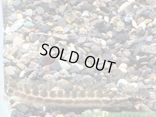 画像1: バンカスネークヘッド(5cm±) (1)