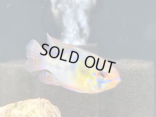 画像3: ドイツラミレジィ 1ペア (3)