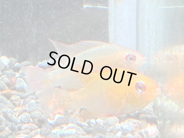 画像1: ゴールデンラミレジィ 1ペア★ (1)