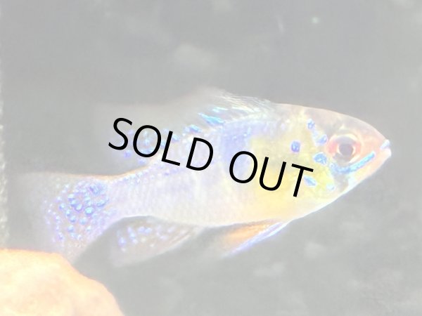 画像2: ドイツラミレジィ 1ペア (2)