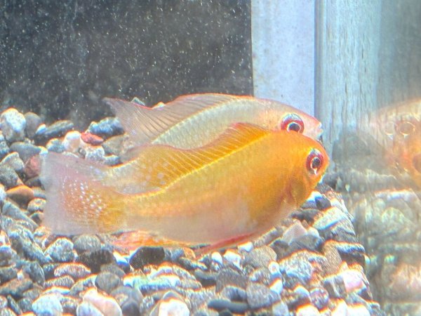 画像2: ゴールデンラミレジィ 1ペア★ (2)