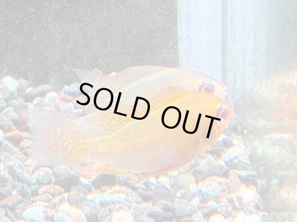 画像2: ゴールデンラミレジィ 1ペア★ (2)